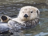 Southern sea otter hold paws up to conserve heat