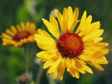 Brown-eyed Susan Flowers in British Columbia  Canada