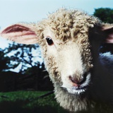 Lamb