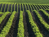 Bean Field Near Treherne  Manitoba  Canada