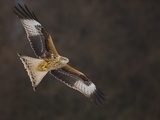 Red kite in flight