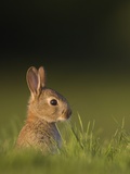 Baby Rabbit in grass