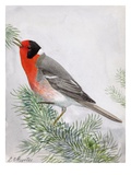 A Painting of a Cedar Waxwing Perched on a Tree Branch