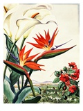 Portrait of bird-of-paradise  impatiens  and calla lily flowers