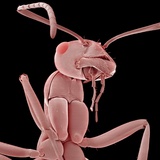 Ant