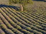 Tree in lavender field