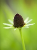 Rudbeckia occidentalis  or green wizard