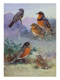 A Painting of Several Species of Robin
