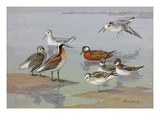 A Painting of Three Species of Phalaropes