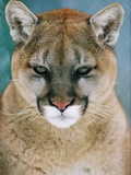 Western Cougar (Puma concolor)