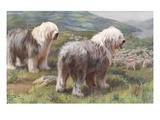 Portrait of Old English sheepdogs guarding a flock of sheep