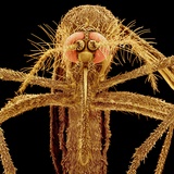 Female Asian Tiger Mosquito