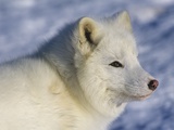Artic Fox (Alopex Lagopus) Massey  Ontario  Canada