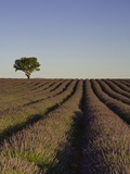 Lavender field