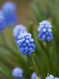 Grape Hyacinth