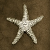 Sugar Starfish