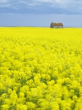 Barn and Canola Field  Southern Saskatchewan  Canada