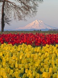 Tulip field and Mount Hood  Woodburn Oregon