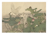 Egrets and Lotus
