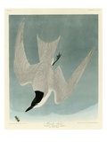 Marsh Tern