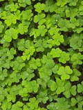 Clover Muir Woods National Park California USA