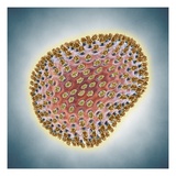 A(H1N1) (Swine flu) virus illustration