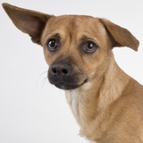 Dog with floppy ears