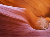 USA Arizona Lower Antelope Canyon Tumbleweed (Salsola tragus)
