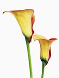 Calla lilies