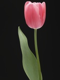 Pink tulip  close-up