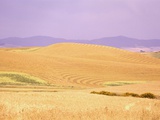 Rolling Wheat Fields