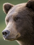 Brown Bear at Kinak Bay in Katmai National Park