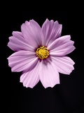Close-up of a cosmos