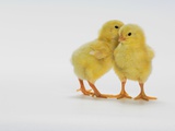 Yellow Chicks Baby Chickens