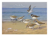 A Painting of Four Different Species of Plovers