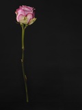 Pink rose