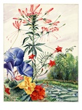 Portrait of flowers native to South American jungles