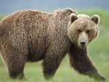 Grizzly Bear at Kukak Bay in Katmai National Park