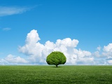 Lone tree in grassland