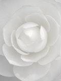 White camellia