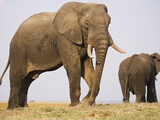 Elephant Bulls Grazing on Chobe River Flood Plain