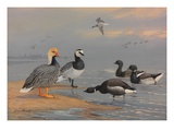 A Painting of Several Species of Brants and Geese