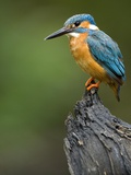 An adult male Common Kingfisher Alcedo atthis  perches on a branch