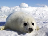 Harp Seal on the Ice in the Gulf of St Lawrence  Maritime Provinces  Canada