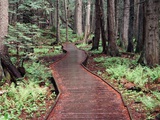 Forest  Glacier National Park  Montana