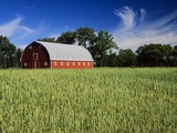 A Field of Wheat and Barn  Myrtle  Manitoba  Canada