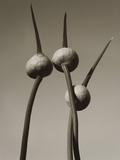Three Allium by Tom Marks