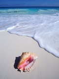 Mexico  Yucatan Peninsula  Carribean Beach at Cancun  Conch Shell on Sand