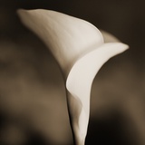 Calla Lily