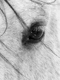 A Close Shot of a Horses Eye with Snow Flakes Taken in Alberta  Canada